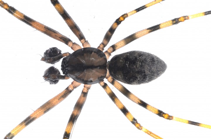 Megalepthyphantes sp. nova Copyright: Andrew Keay