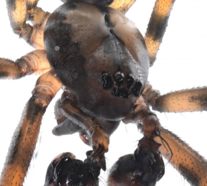 Megalepthyphantes sp. nova face Copyright: Andrew Keay