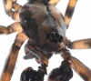 Megalepthyphantes sp. nova face