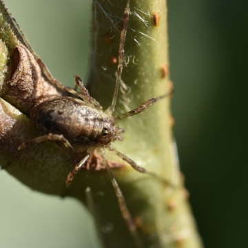 Paroligolophus agrestis em Copyright: Emma Morley