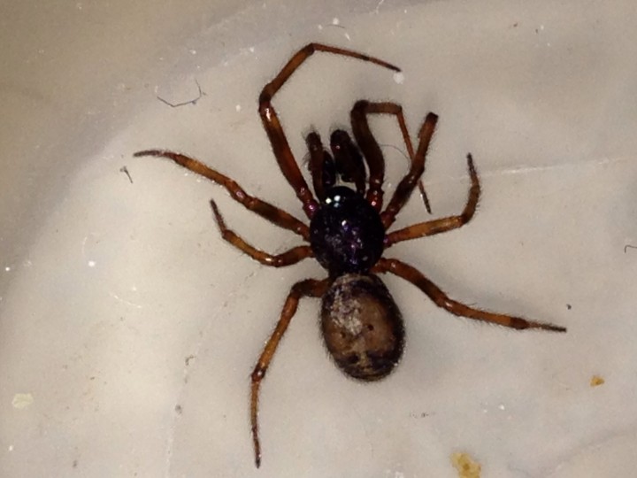 Steatoda bipunctata male in Chester Copyright: Russell Hughes