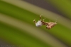 Uloborus plumipes with prey