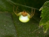 A. cucurbitina