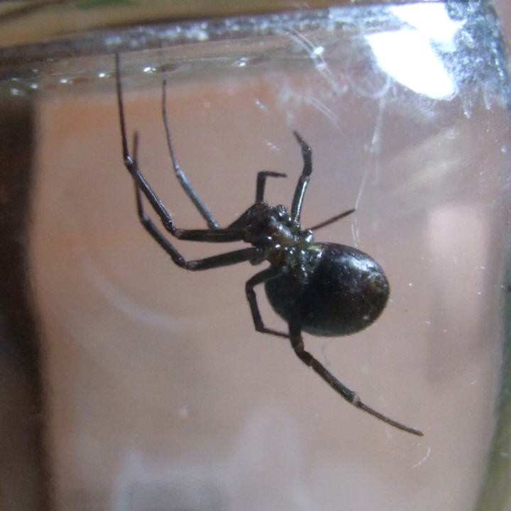 False widow spider in Witney Copyright: Miranda Hodgson