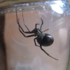 False widow spider in Witney
