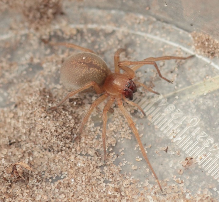 Roydon spider 1 Copyright: Andrew Bloomfield