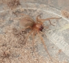 Roydon spider 1