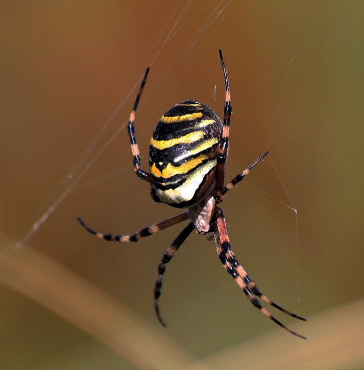 Wasp Spider Dawlish Warren Copyright: Lee Summersby