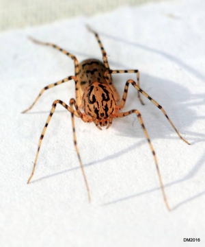 Scytodes thoracica in bedroom 1 Copyright: Darren Matthews