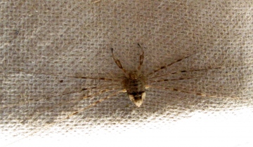 Harvestman in moth trap Copyright: Adrienne Norbury