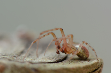 Male Zygiella atrica Copyright: David Carr