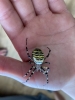 Wasp spider Sighting Isle of Wight