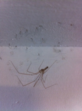Pholcus phalangioides with babies Copyright: Brian Taylor