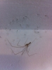 Pholcus phalangioides with babies