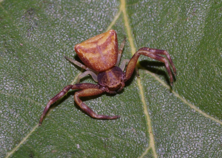 Pistius truncatus sub-adult female MW Copyright: Michael Waite