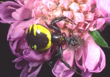 Synema globosum Copyright: Peter Harvey