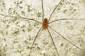 Opilio canestrinii (top) Suffolk 10 Dec 2013 Copyright: Martin Cooper