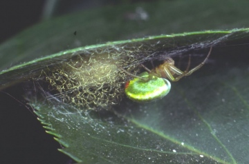 Araniella cucurbitina with web Copyright: Peter Harvey