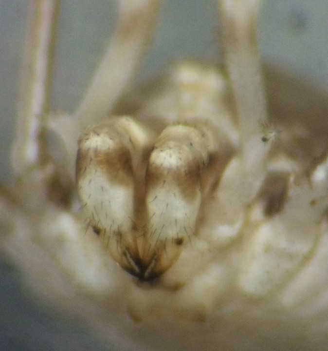 Dicranopalpus caudatus female chelicerae Copyright: Meg Skinner