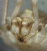 Dicranopalpus caudatus female chelicerae