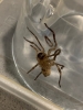 False Wolf Spider Pic 5