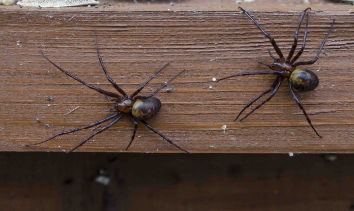 Spiders in the cellar (Meta menardi) Copyright: David Copland