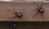 Spiders in the cellar (Meta menardi)