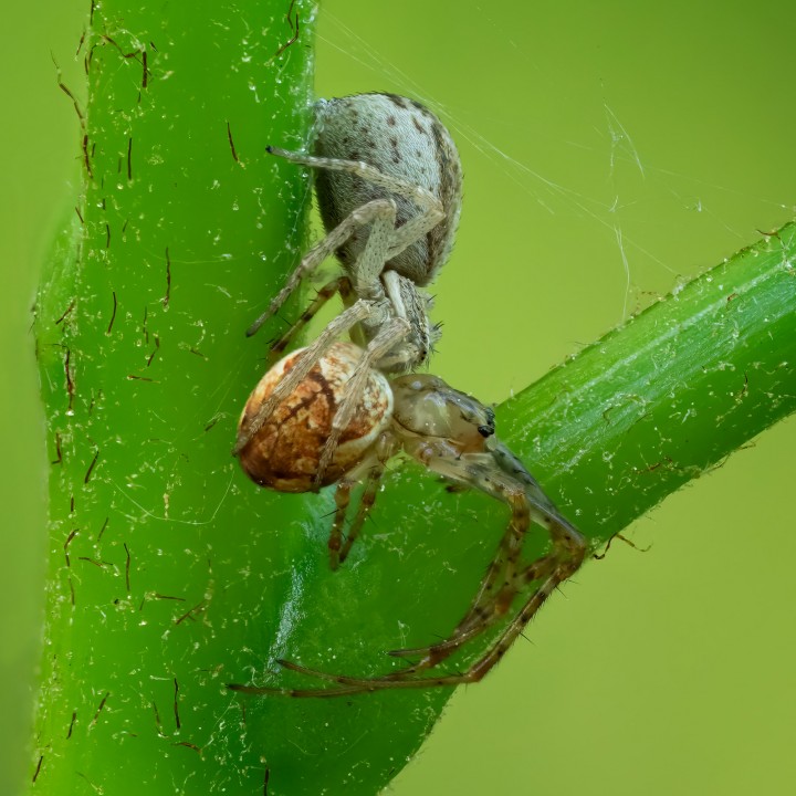 Spider on Spider Predation Copyright: Mike Rowe