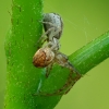 Spider on Spider Predation