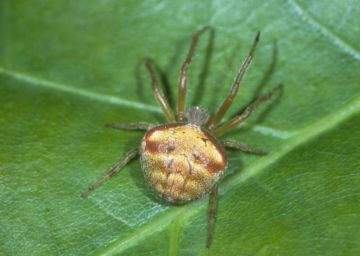 Araneus triguttatus Copyright: Peter Harvey