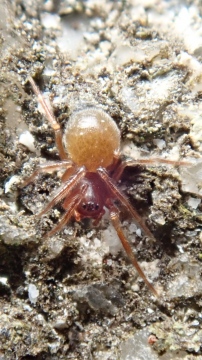 Micrargus apertus female Copyright: Tylan Berry