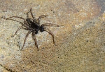 Male Pardosa amentata Copyright: David Carr