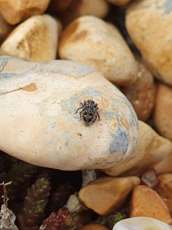 Calositticus inexpectus Rye Copyright: Vicky Gilson