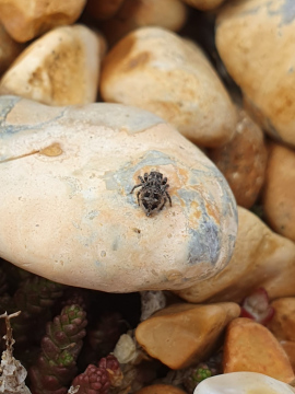 Calositticus inexpectus Rye Copyright: Vicky Gilson