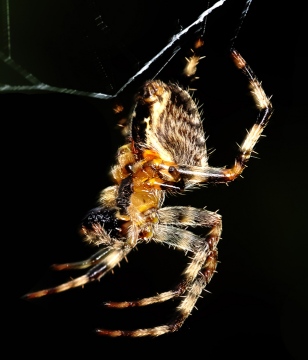 Araneus diadematus from the side Copyright: Mike Garbett