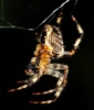 Araneus diadematus from the side 