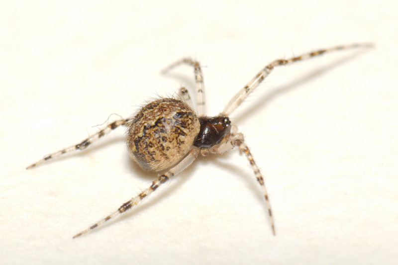 Female Theridion melanurum Copyright: Esmond Brown