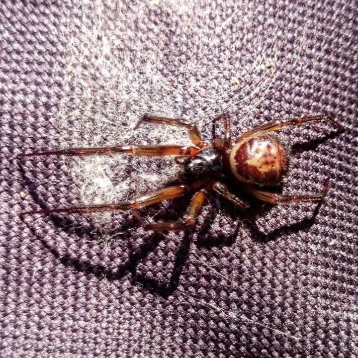 False Widow Spider Horley Copyright: James Dean
