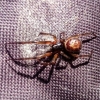False Widow Spider Horley