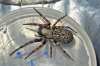Badumna longinqua spider