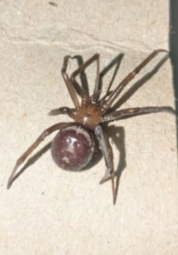 Steatoda grossa in Asda Copyright: Annalise Sidwell/Barry Chadwick