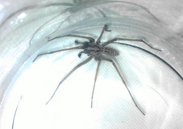 Tegenaria gigantea - male Copyright: Archie MacQueen