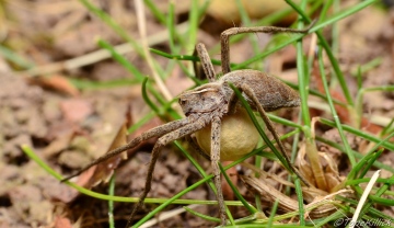 Pisaura mirabilis 6 legs and an egg sac 3 Copyright: Tone Killick