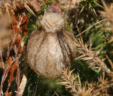 Argiope bruennichi cocoon Copyright: Ian Cross