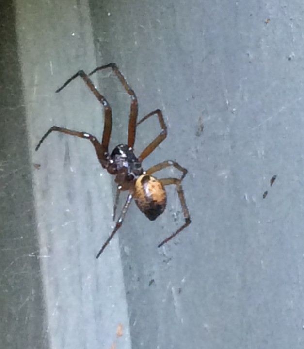 Steatoda Nobilis 'False Widow Spider' Copyright: Nick Chilcott