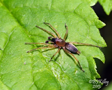 Sac-spider Clubiona reclusa Copyright: Brian Kilby