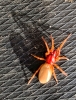 Dysdera spider found under floorboards