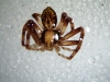 Moth trap spider preserved