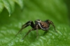 Male Xysticus sp.