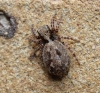 P. lanigera (Jumping Spider)